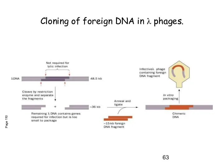 Cloning of foreign DNA in λ phages. Page 110