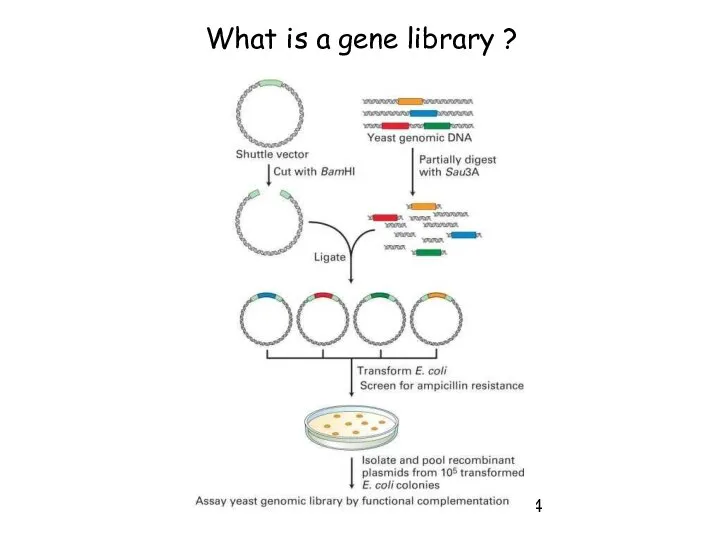 What is a gene library ?