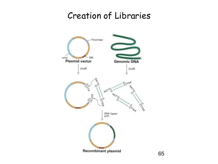 Creation of Libraries