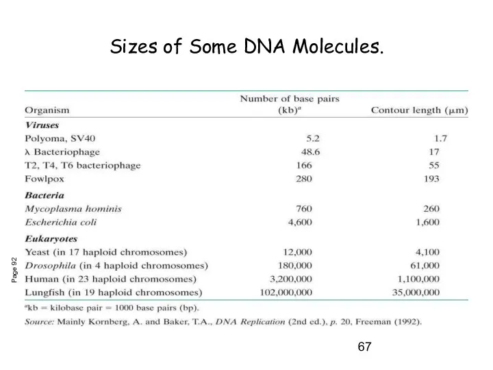 Sizes of Some DNA Molecules. Page 92