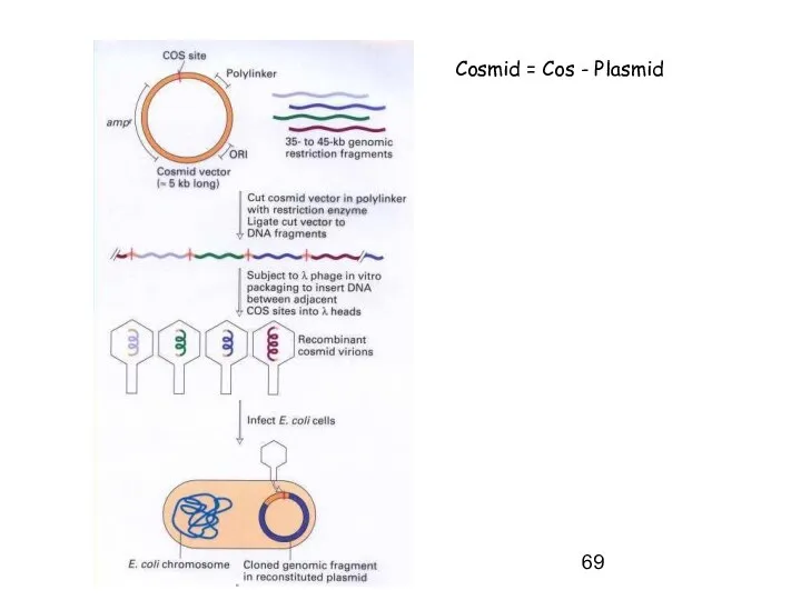 Cosmid = Cos - Plasmid