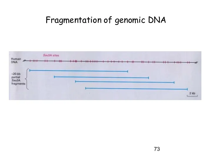 Fragmentation of genomic DNA