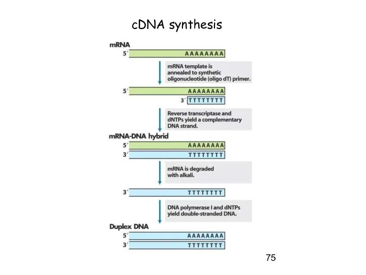 cDNA synthesis