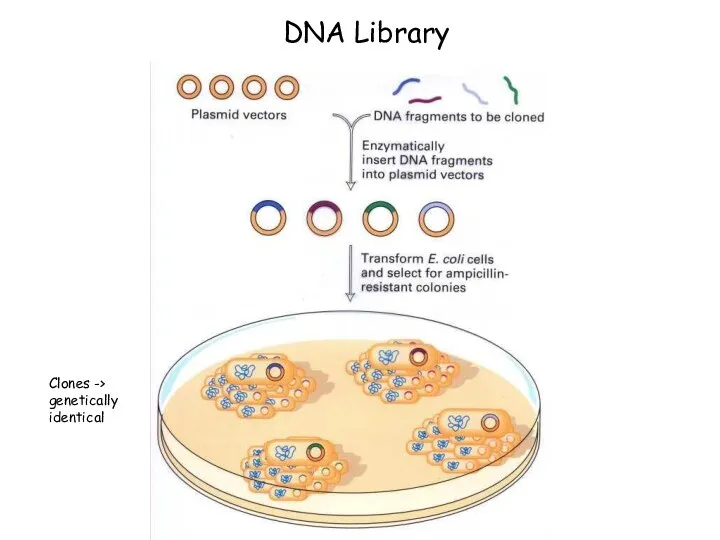 DNA Library Clones -> genetically identical