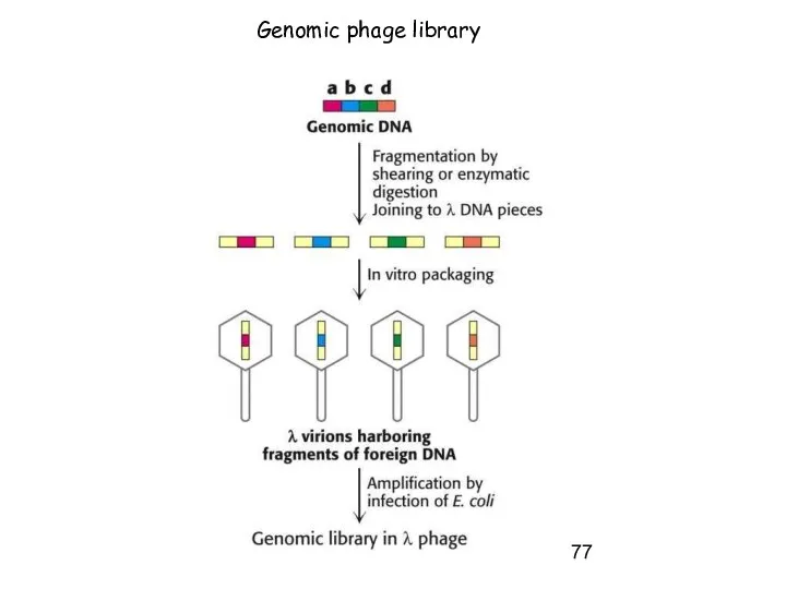 Genomic phage library