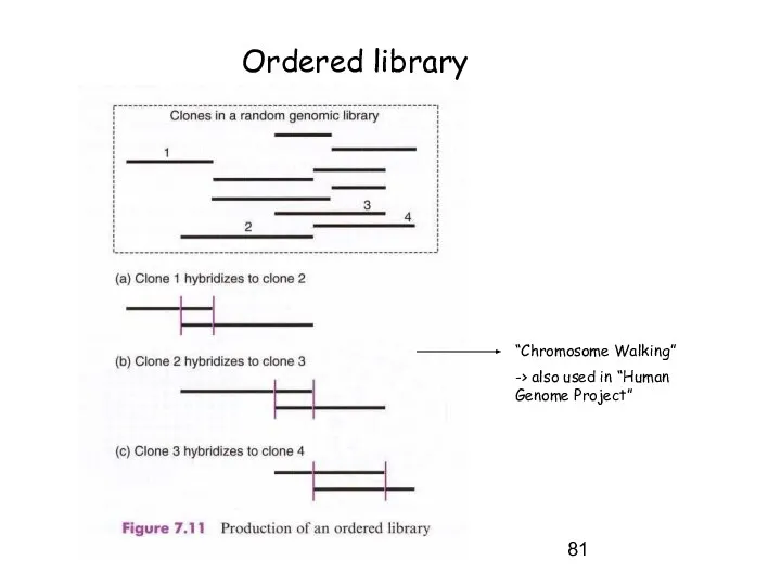 Ordered library “Chromosome Walking” -> also used in “Human Genome Project”