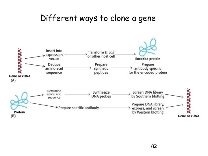 Different ways to clone a gene