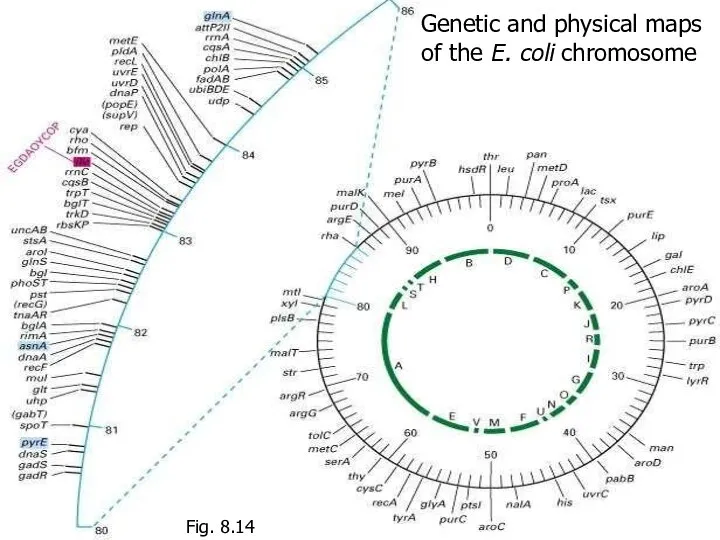 Genetic and physical maps of the E. coli chromosome Fig. 8.14