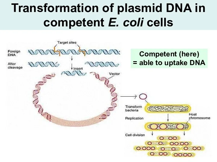 Transformation of plasmid DNA in competent E. coli cells Competent (here) = able to uptake DNA