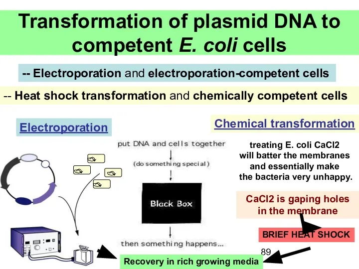 Transformation of plasmid DNA to competent E. coli cells -- Electroporation