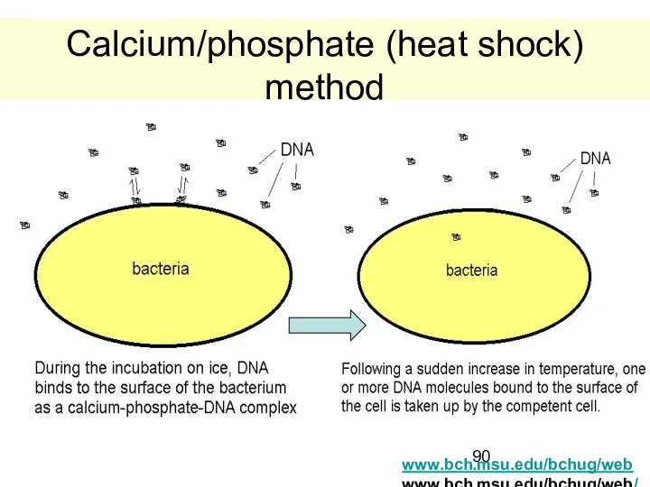 Calcium/phosphate (heat shock) method www.bch.msu.edu/bchug/webwww.bch.msu.edu/bchug/web/