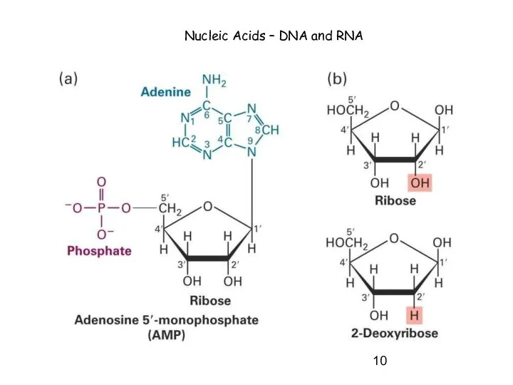 Nucleic Acids – DNA and RNA