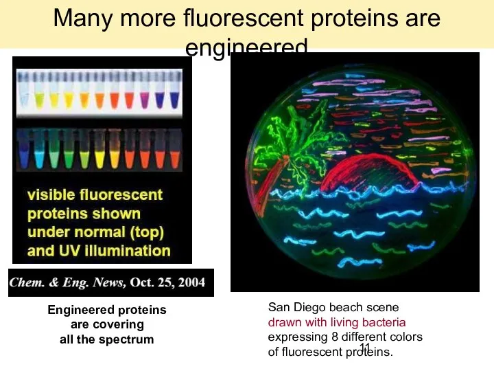 Engineered proteins are covering all the spectrum San Diego beach scene