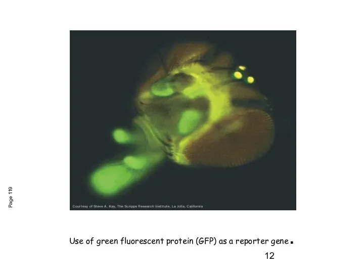 Use of green fluorescent protein (GFP) as a reporter gene. Page 119