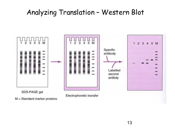Analyzing Translation – Western Blot