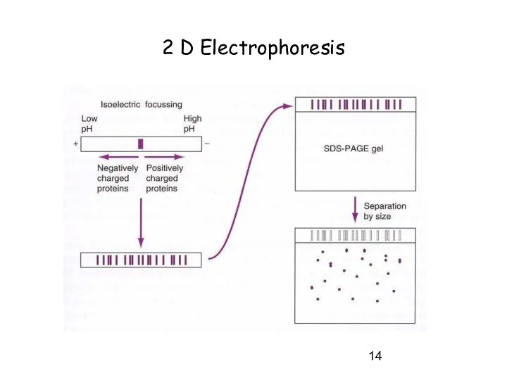 2 D Electrophoresis