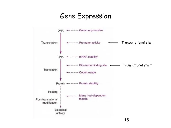 Gene Expression Transcriptional start Translational start