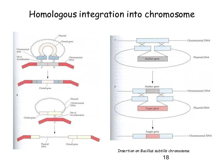 Homologous integration into chromosome Insertion on Bacillus subtilis chromosome