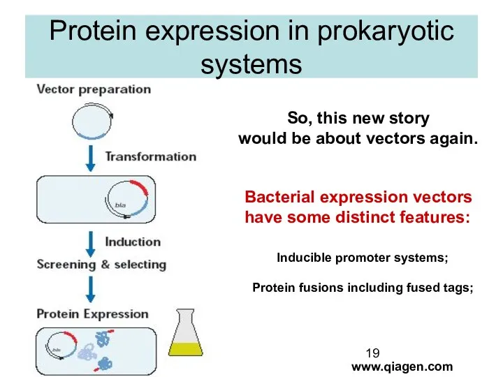 Protein expression in prokaryotic systems www.qiagen.com So, this new story would