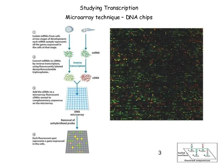 Studying Transcription Microarray technique – DNA chips