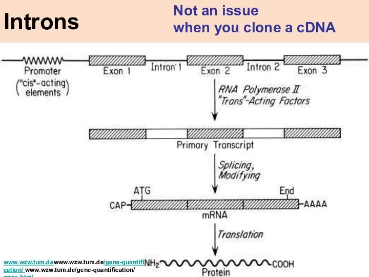 www.wzw.tum.dewww.wzw.tum.de/gene-quantification/ www.wzw.tum.de/gene-quantification/ mrna.html Introns Not an issue when you clone a cDNA