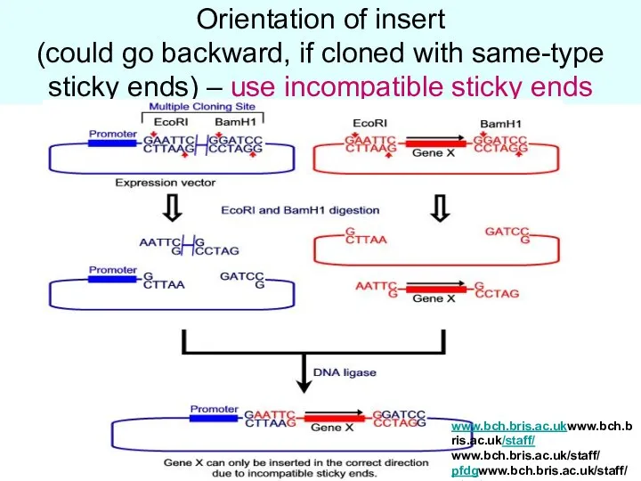 Orientation of insert (could go backward, if cloned with same-type sticky