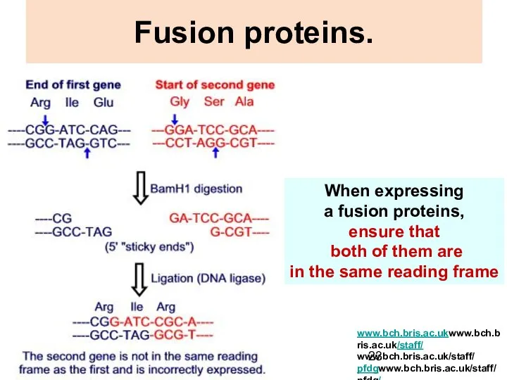Fusion proteins. When expressing a fusion proteins, ensure that both of