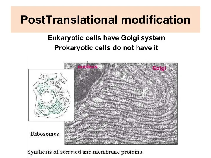 PostTranslational modification Eukaryotic cells have Golgi system Prokaryotic cells do not have it nucleus Golgi