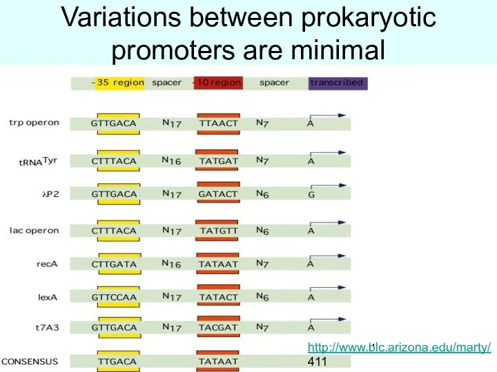 Variations between prokaryotic promoters are minimal http://www.blc.arizona.edu/marty/ 411