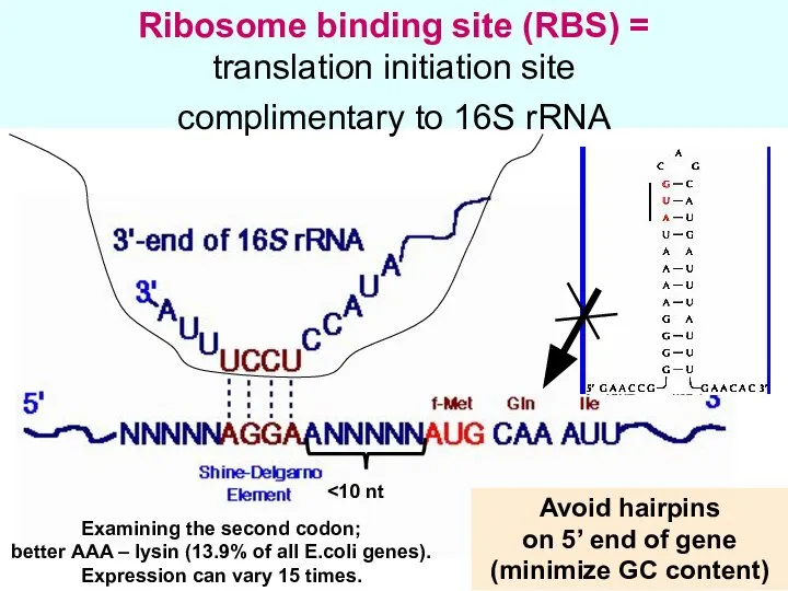 Ribosome binding site (RBS) = translation initiation site complimentary to 16S
