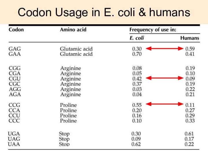 Codon Usage in E. coli & humans