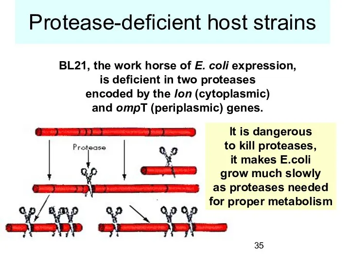 Protease-deficient host strains BL21, the work horse of E. coli expression,