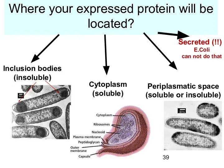 Where your expressed protein will be located? Inclusion bodies (insoluble) Cytoplasm