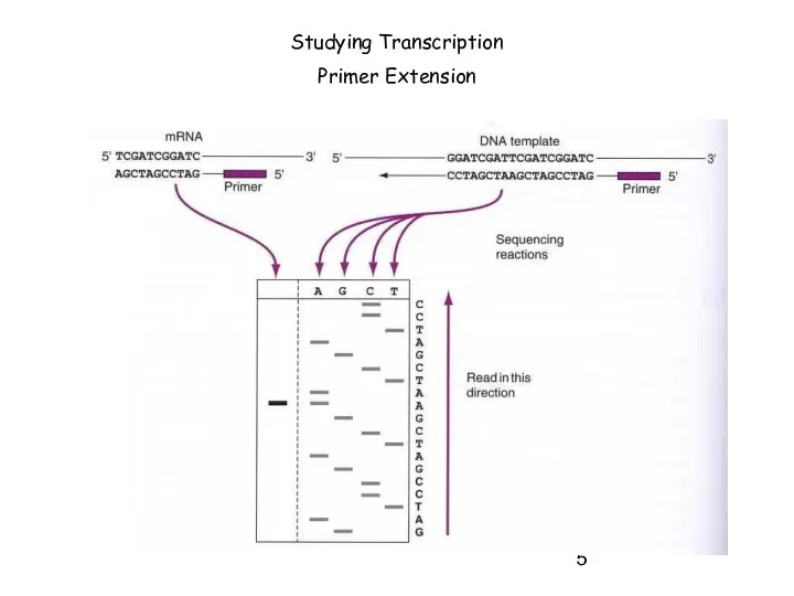 Studying Transcription Primer Extension