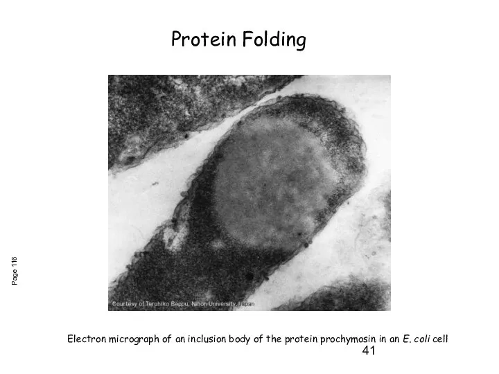 Electron micrograph of an inclusion body of the protein prochymosin in