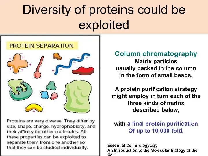 Diversity of proteins could be exploited Column chromatography Matrix particles usually