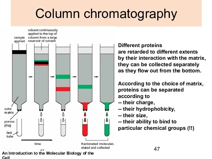 Column chromatography Different proteins are retarded to different extents by their