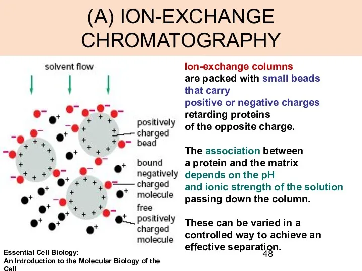 (A) ION-EXCHANGE CHROMATOGRAPHY Ion-exchange columns are packed with small beads that