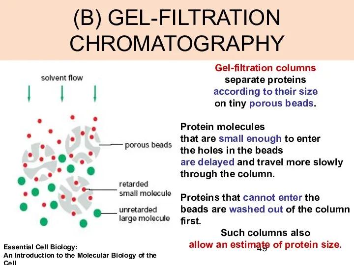 (B) GEL-FILTRATION CHROMATOGRAPHY Gel-filtration columns separate proteins according to their size