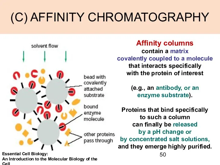 (C) AFFINITY CHROMATOGRAPHY Affinity columns contain a matrix covalently coupled to