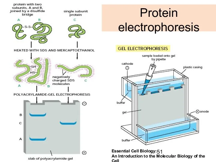 Protein electrophoresis Essential Cell Biology: An Introduction to the Molecular Biology of the Cell