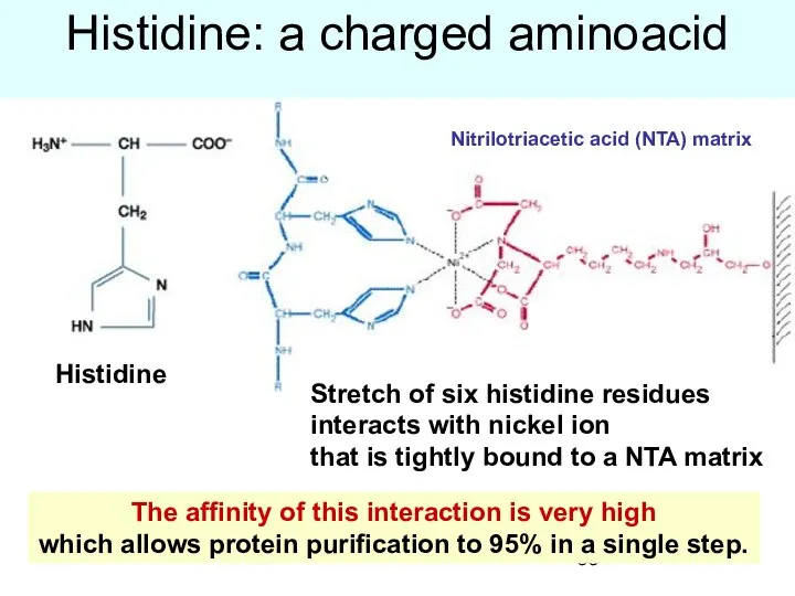 Histidine: a charged aminoacid The affinity of this interaction is very