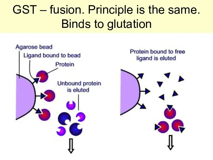 GST – fusion. Principle is the same. Binds to glutation