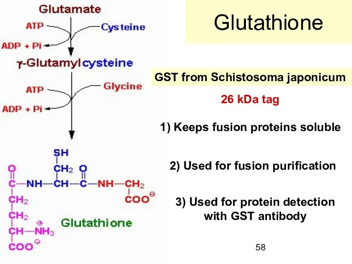 Glutathione GST from Schistosoma japonicum 1) Keeps fusion proteins soluble 2)