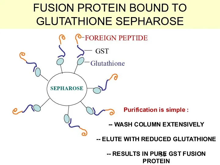 FUSION PROTEIN BOUND TO GLUTATHIONE SEPHAROSE Glutathione GST FOREIGN PEPTIDE SEPHAROSE
