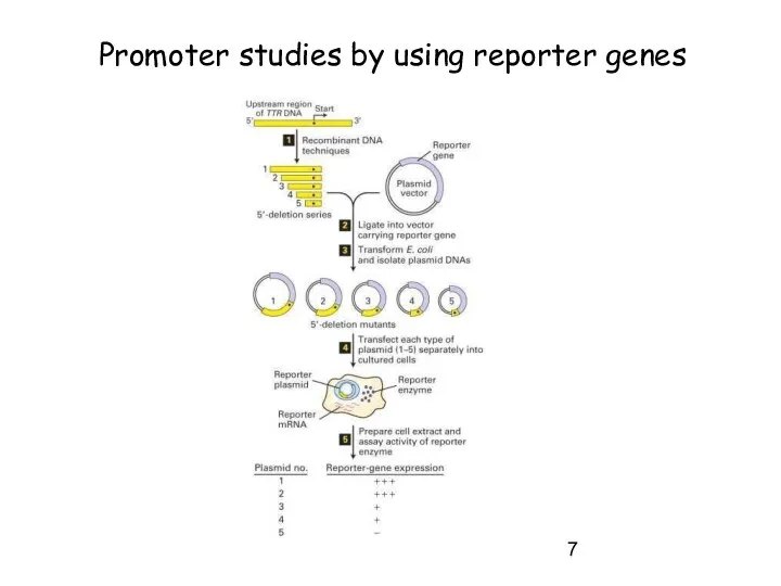 Promoter studies by using reporter genes