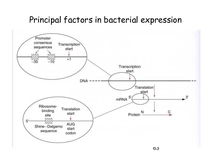 Principal factors in bacterial expression