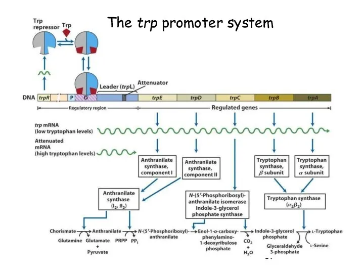The trp promoter system