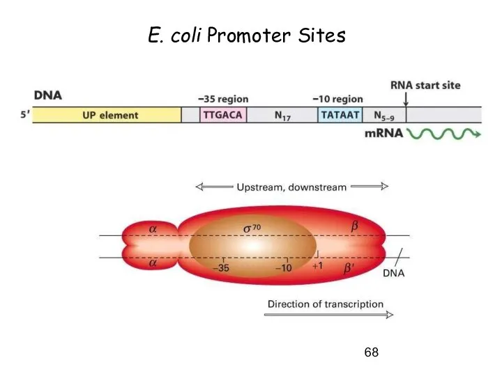 E. coli Promoter Sites
