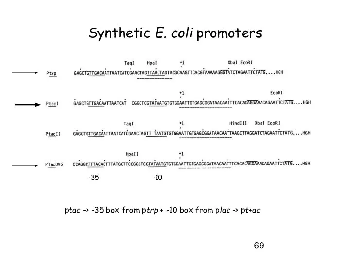 Synthetic E. coli promoters -35 -10 ptac -> -35 box from